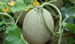 我喜欢吃哈密瓜歌曲视频,探寻“我喜欢吃哈密瓜”歌曲背后的故事