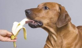 树瓜狗狗可以吃吗视频,狗狗能否享用树瓜美味？