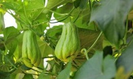 家禽吃佛手瓜好吗视频,家禽吃佛手瓜的好处与注意事项