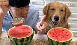 吃瓜狗搞笑视频,带你领略欢乐瞬间