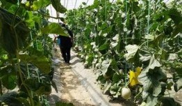 甜不甜的吃瓜视频,揭秘娱乐圈甜蜜背后的真相