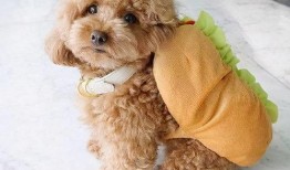 泰迪吃佛手瓜好吗视频