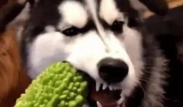 二哈吃瓜被金毛咬视频,上演宠物界“抢食大战”