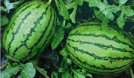 西瓜吃瓜视频大赛,西瓜吃瓜视频大赛精彩瞬间大盘点