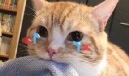 你过来啊吃瓜视频,揭秘“我过来啊吃瓜”视频背后的热门话题与趣味瞬间