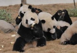 吃瓜熊猫人视频游戏,探索奇幻游戏世界的欢乐冒险之旅