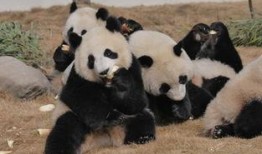 吃瓜熊猫人视频游戏,探索奇幻游戏世界的欢乐冒险之旅