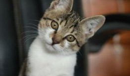 深夜吃瓜小猫咪视频播放,猫咪吃瓜视频走红网络