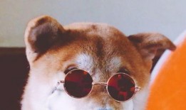 狗哥吃瓜事件视频大全,视频大全揭秘网络热点背后的真相