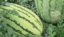 吃沙瓜的视频大全图片欣赏,视频大全中的视觉盛宴