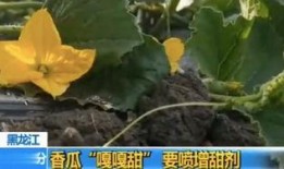 甜不甜的吃瓜视频,揭秘娱乐圈甜蜜背后的真相