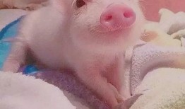 小猪吃瓜可爱视频