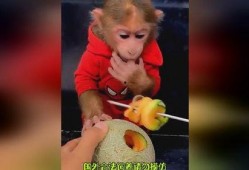 猴哥饿了吃哈密瓜视频大全,视频大全里的甜蜜冒险