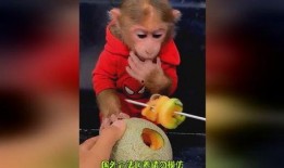 猴哥饿了吃哈密瓜视频大全,视频大全里的甜蜜冒险