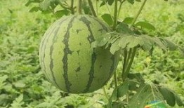 朝阳吃瓜事件最新进展视频,最新进展视频揭秘，真相逐渐浮出水面