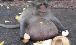 一个女人吃瓜吃成猴子原视频,女子吃瓜吃成“猴子”变脸记