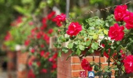 夏庄吃瓜事件视频大全集,视频大全集深度解析