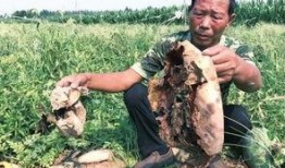 新密吃瓜最新事件视频,揭秘背后惊人真相