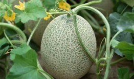 儿子女儿吃哈密瓜视频,儿子女儿共享甜蜜时光