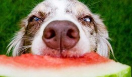 生角瓜能给狗吃吗视频大全,视频大全解析