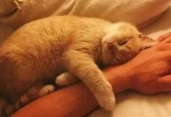 猫和主人一起吃瓜原视频奥特曼,奥特曼惊喜现身！