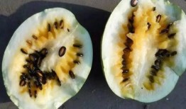 籽瓜熟吃做法大全视频教程,视频教程教你轻松掌握多种美味做法