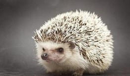 刺猬吃瓜原视频,一场萌趣横生的自然奇观