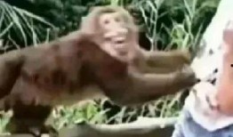 一个女人吃瓜吃成猴子原视频,女子吃瓜吃成“猴子”变脸记