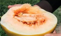 金陵蜜瓜怎么吃最好吃视频,视频教你如何吃出最佳口感