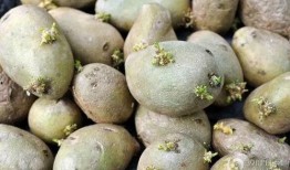 扒皮瓜发芽可以吃吗视频,扒皮瓜发芽后能否食用揭秘