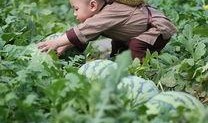 瓜娃子吃西瓜视频直播,趣味横生引网友热议