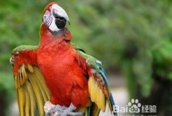 鹦鹉可以吃贝贝瓜嘛视频,揭秘贝贝瓜的口感与营养