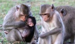 母猴子吃瓜配音视频播放,萌态可掬，笑料百出