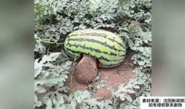 刺猬吃瓜原视频,一场萌趣横生的自然奇观