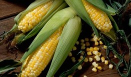 玉米地里吃瓜的视频,一场别开生面的吃瓜盛宴