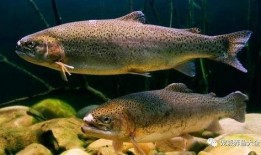 瓜哥吃瓜奇怪的鱼视频大全,揭秘吃瓜奇怪的鱼视频大全