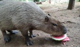 猩猩吃瓜的视频,解锁动物界的趣味瞬间