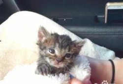 幼猫吃一点地瓜好吗视频,幼猫食用地瓜的安全性探讨