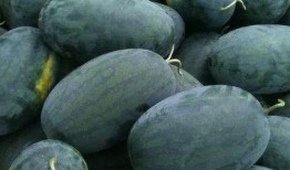 湖北松滋吃瓜视频,一场夏日乡村的欢乐盛宴