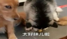 二哈吃瓜被金毛咬视频,上演宠物界“抢食大战”