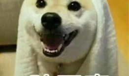 网友吵架吃瓜视频,一场吃瓜群众的围观盛宴