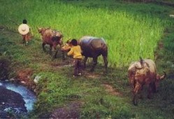 农村放牛吃瓜视频大全