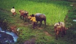 农村放牛吃瓜视频大全