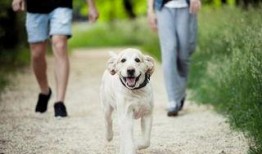 遛狗吃瓜现场视频,欢乐现场一幕