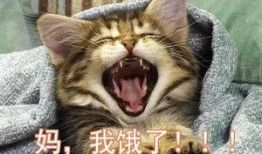 深夜吃瓜小猫咪视频播放,猫咪吃瓜视频走红网络