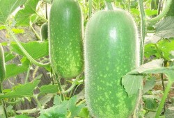 江苏学姐吃瓜视频大全,揭秘校园生活趣味瞬间