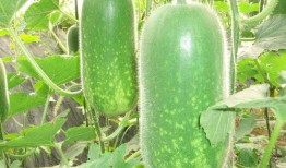 江苏学姐吃瓜视频大全,揭秘校园生活趣味瞬间