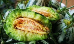 鸡瓜越吃越香吗视频,揭秘神奇美食的魅力