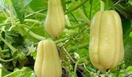 家禽吃佛手瓜好吗视频,家禽吃佛手瓜的好处与注意事项