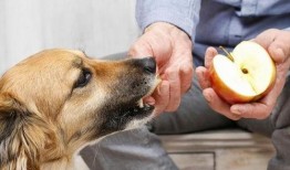 生角瓜能给狗吃吗视频大全,视频大全解析